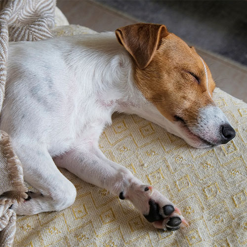 Hund schläft