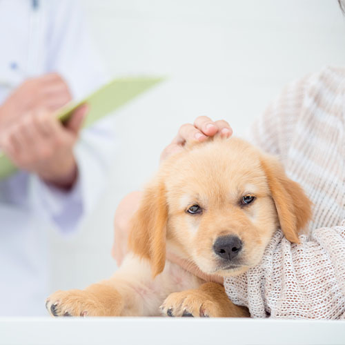 Hundewelpe beim Arzt auf Arm von Frauchen