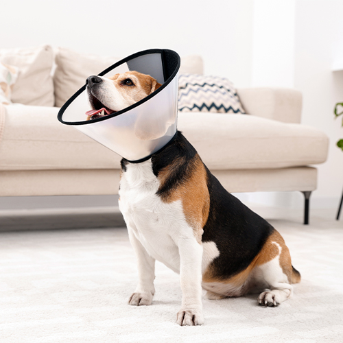 Hund mit Halskrause im Wohnzimmer