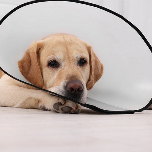 Hund mit Halskrause