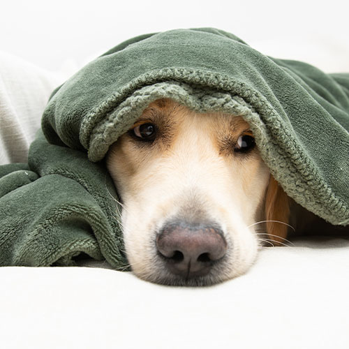 Kranker Hund mit Decke über dem Kopf