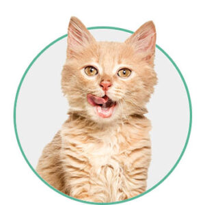 Goldbraune Katze