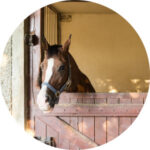 Pferd im Stall