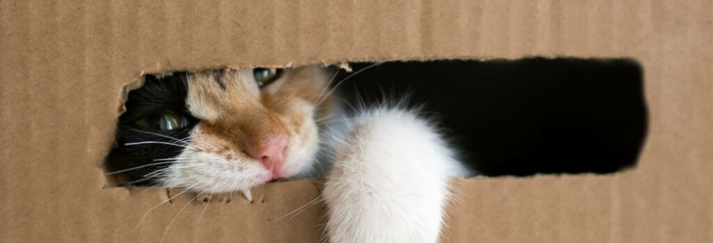 Katze im Karton