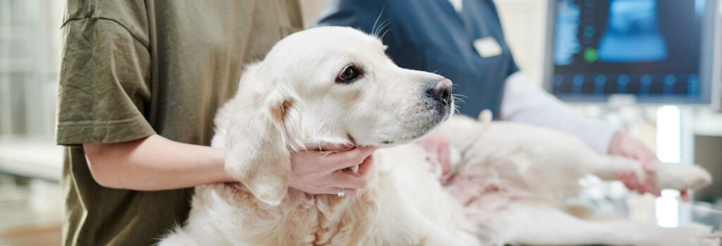 Hunde mit Frauchen beim Arzt