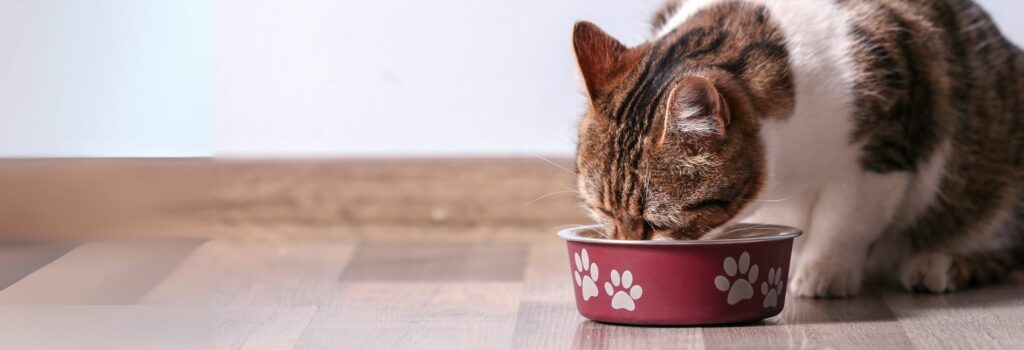 Katze frisst aus Napf