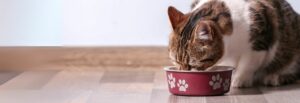 Katze frisst aus Napf