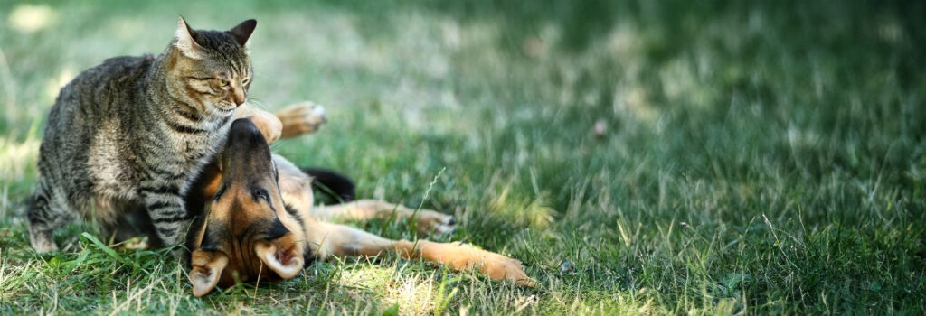 Katze und Hund auf einer Wiese