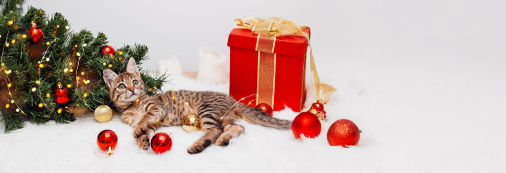 Katze mit Weihnachtsbaum