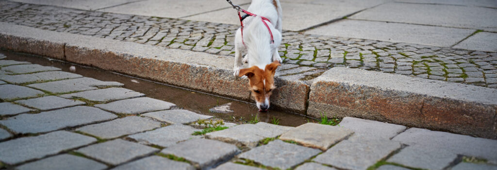 Hund trinkt aus Pfütze