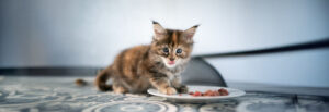 Babykatze frisst vom Teller