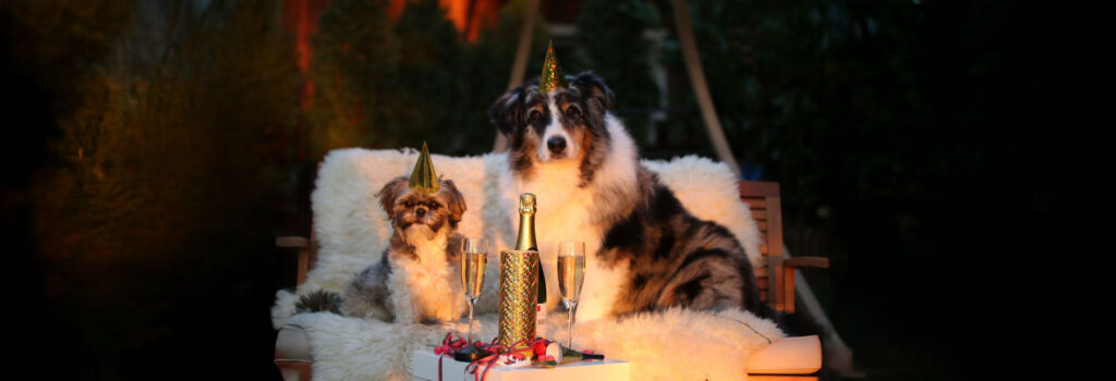 Zwei Hunde feiern Silvester