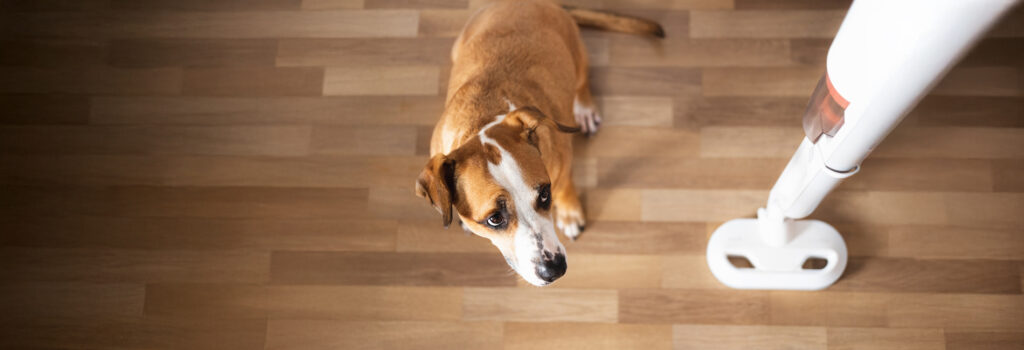 Hund hat Angst vor Staubsauger