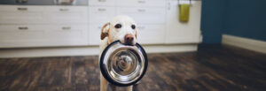 Hund mit Napf im Maul in der Küche