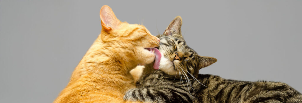 Zwei Katzen - eine leckt die andere sauber