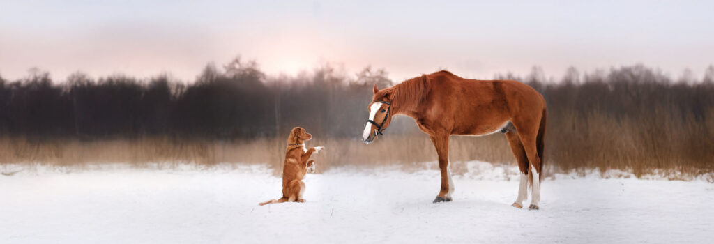 Hund und Pferd in der Natur
