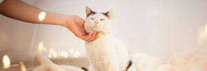 Katze wird gestreichelt