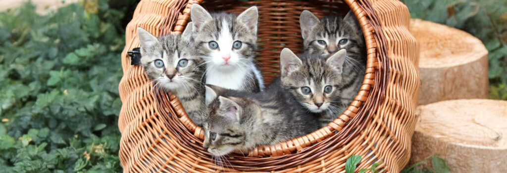 Babykatzen im Korb