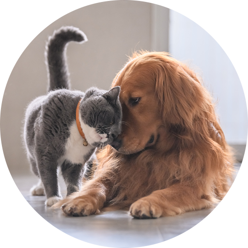 Katze und Hund kuscheln