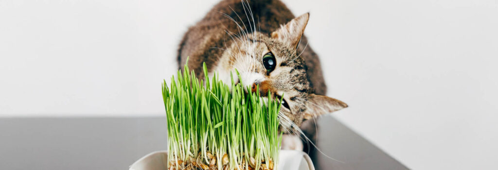 Katze frisst Gras
