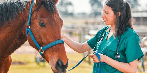 BLOG - GESUNDHEIT Auf Nummer sicher gehen Versicherungen für Pferde und Besitzer Kopie