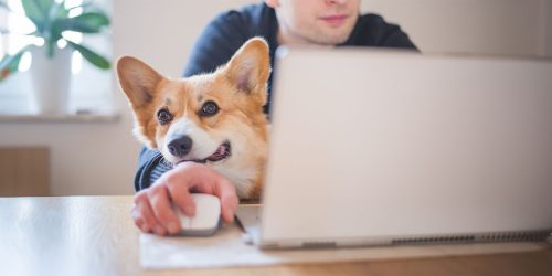 BLOG - HALTUNG Voraussetzungen für eine gute Vereinbarkeit von Job und Hund Kopie